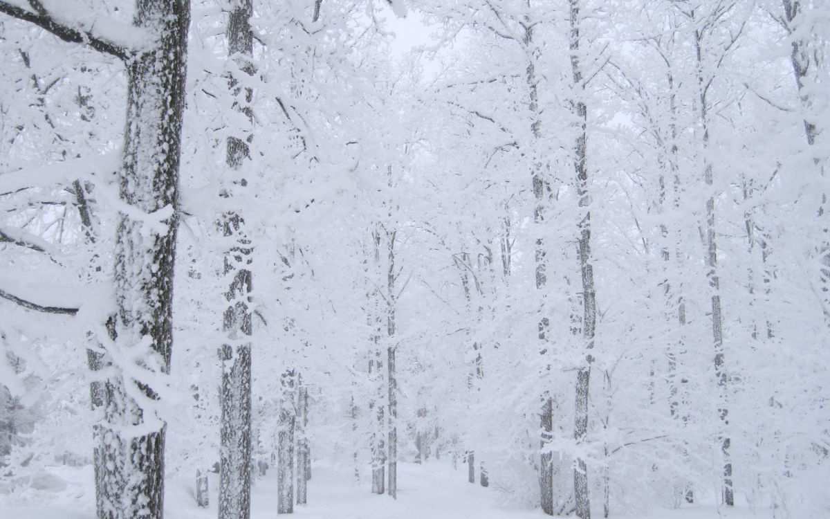 Arbres Couverts de Neige Pendant la Journée. Wallpaper in 2560x1600 Resolution