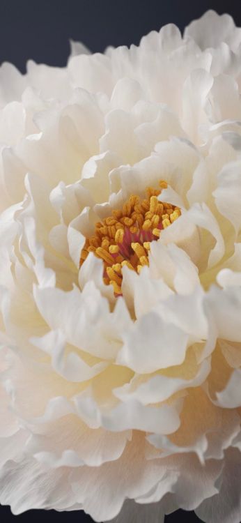 Am Leben, Vivo X60 Pro, Vivo X70 Pro, Smartphone, Ursprung Os. Wallpaper in 1284x2778 Resolution