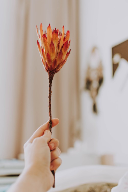 Image person holding red flower in tilt shift lens