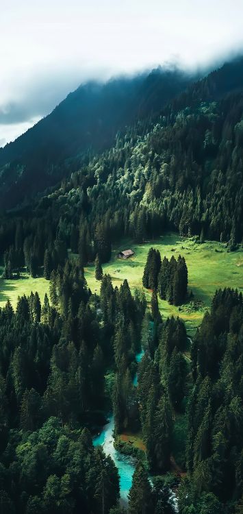 安装的风景, 云杉, 落叶松, Fir, 古老的森林 壁纸 1422x3000 允许