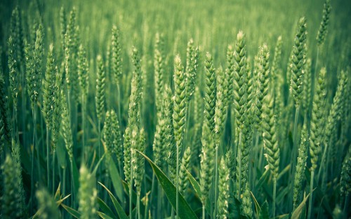 Image green wheat field during daytime