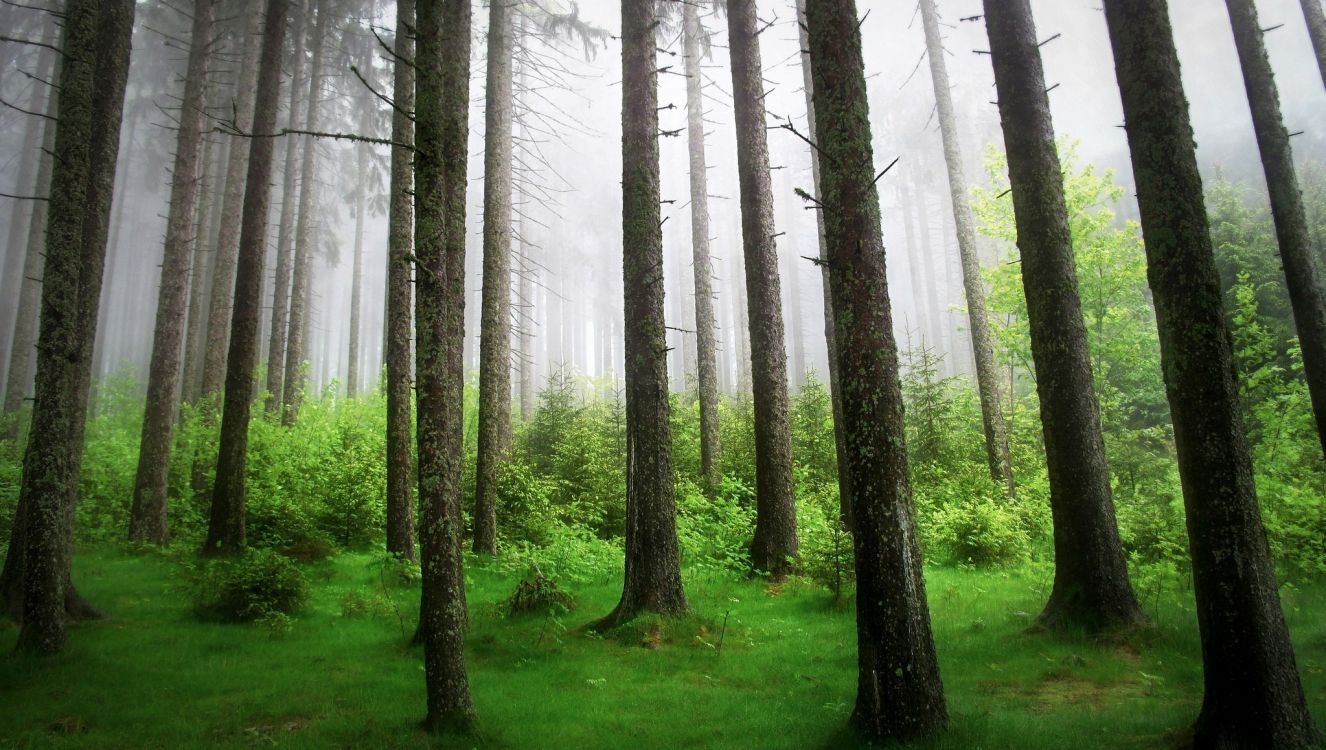 green trees on green grass field during daytime