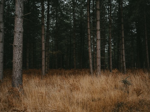 Image forest, tree, natural environment, woodland, northern hardwood forest