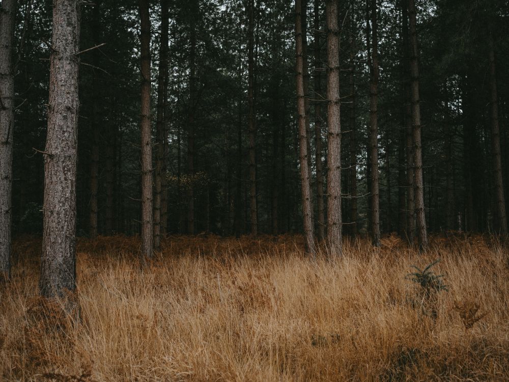 forest, tree, natural environment, woodland, northern hardwood forest