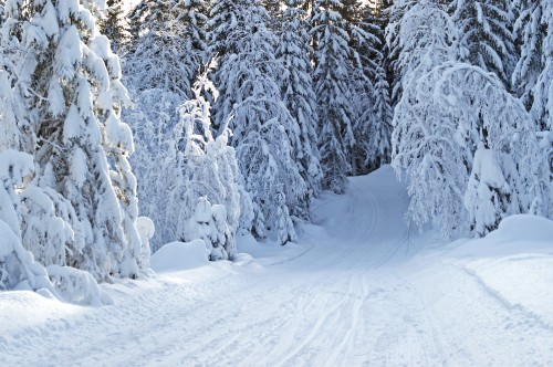 Image snow covered trees during daytime