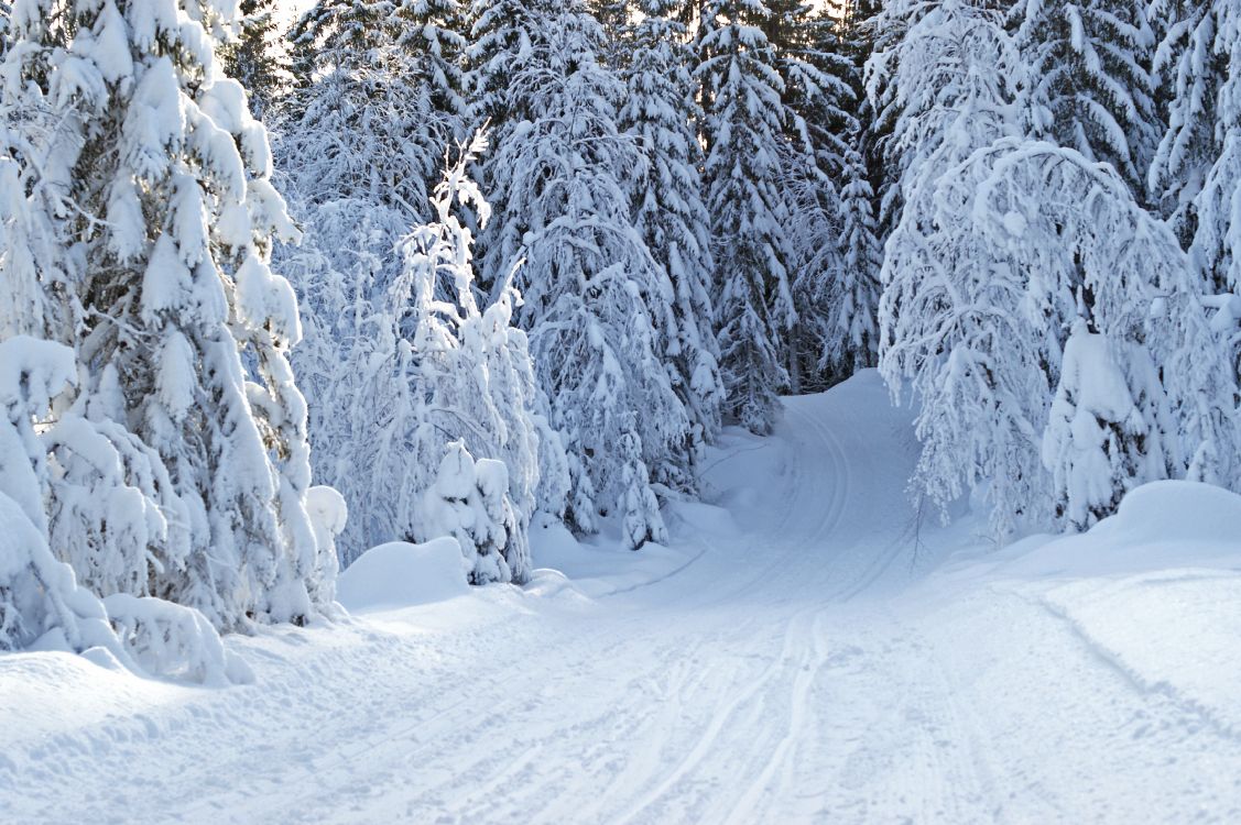 snow covered trees during daytime