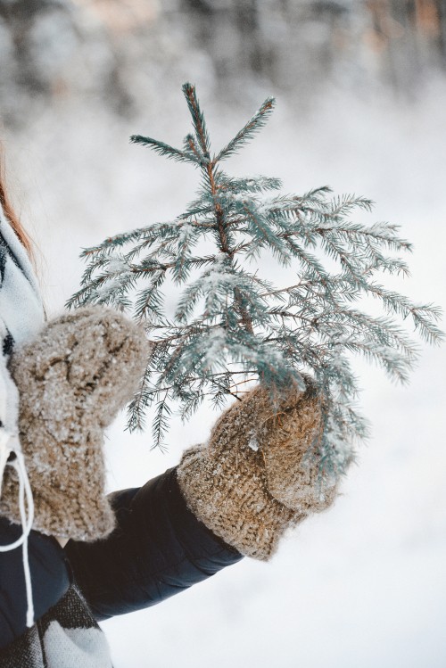 Image freezing, twig, snow, tree, plant