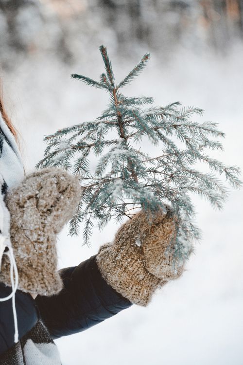 freezing, twig, snow, tree, plant