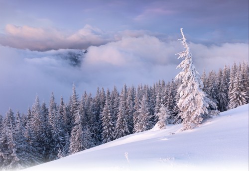 Image snow covered pine trees under cloudy sky during daytime