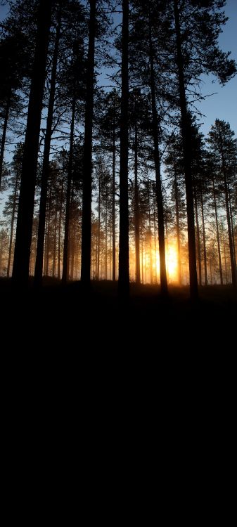 Forêt, Atmosphère, L'écorégion, Paysage Naturel. Wallpaper in 2160x4800 Resolution