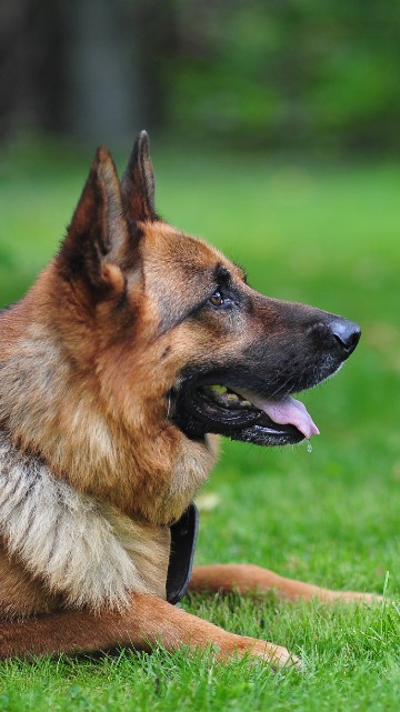 Image brown and black german shepherd puppy on green grass field during daytime