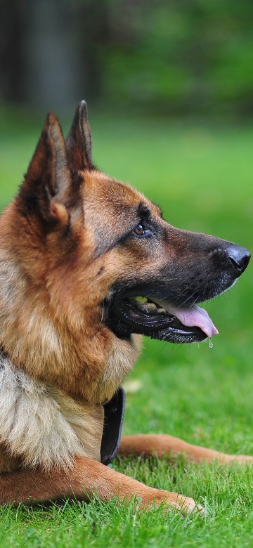 Image brown and black german shepherd puppy on green grass field during daytime