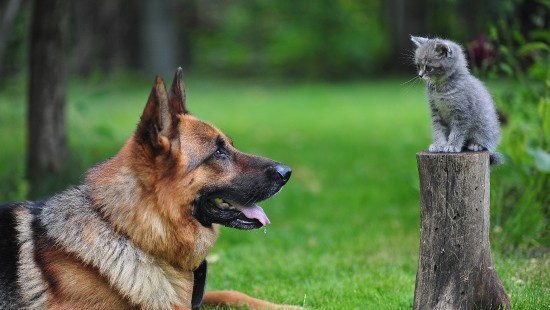 Image brown and black german shepherd puppy on green grass field during daytime