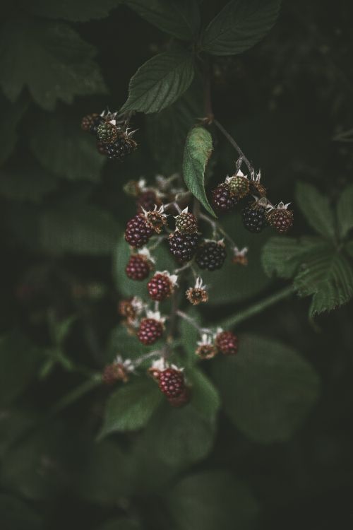 Factory, flower, berry, flowering plant, smartphone