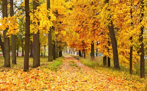 Image brown leaves on the ground