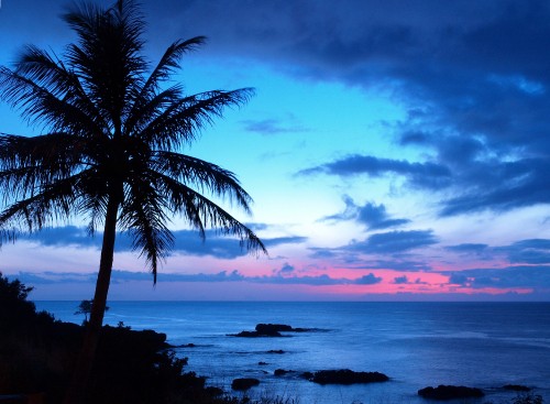 Image palm tree near body of water during sunset