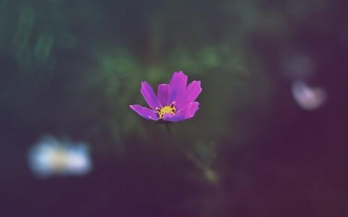 Image purple flower in tilt shift lens