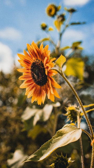 Image yellow sunflower in tilt shift lens
