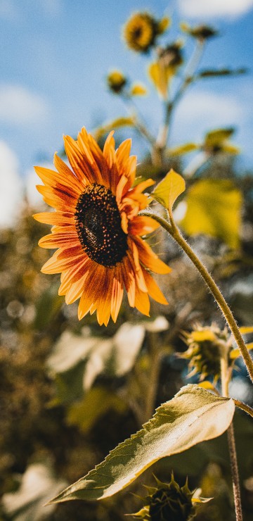 Image yellow sunflower in tilt shift lens