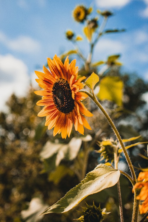 Image yellow sunflower in tilt shift lens