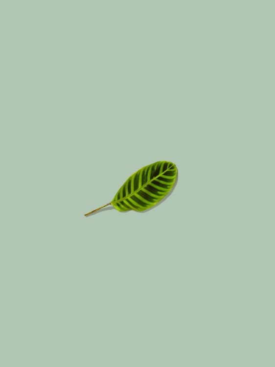 green leaf on white background