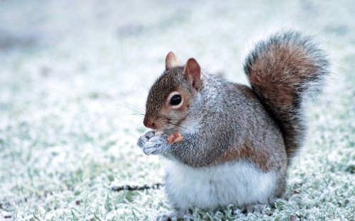 Image brown and white squirrel on snow covered ground during daytime