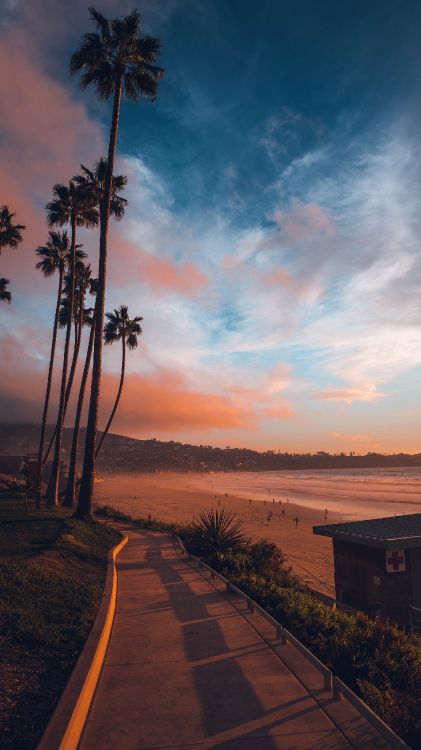 the dictionary of obscure sorrows, la jolla, cloud, plant, afterglow