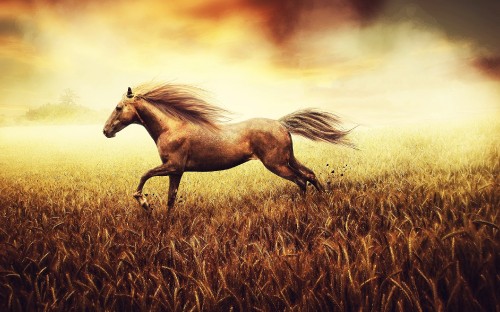 Image brown horse on brown grass field