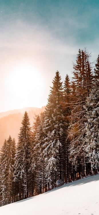 Feuille, Paysage Naturel, Mélèze, Pente. Wallpaper in 1125x2436 Resolution