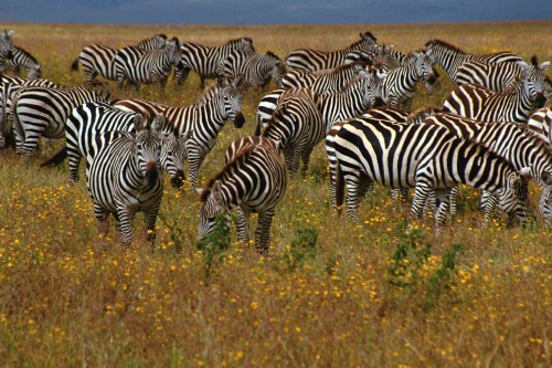 Image zebra eating grass during daytime