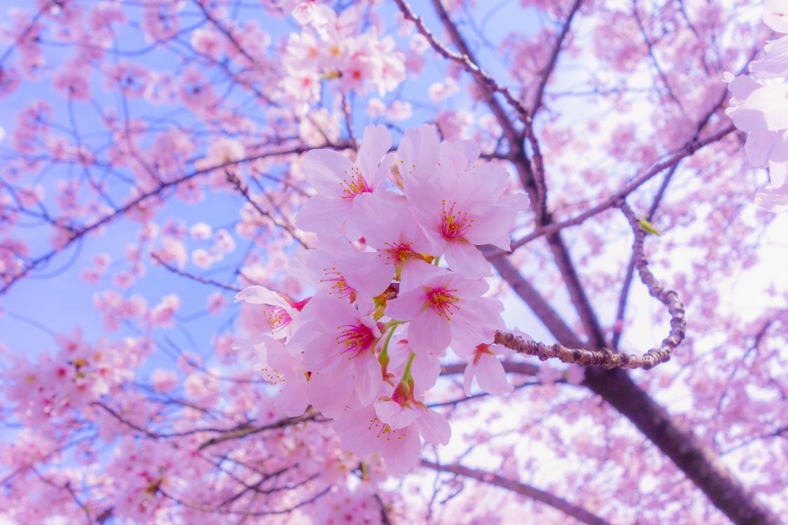 樱花, 开花, 粉红色, 弹簧, 树枝 壁纸 5472x3648 允许