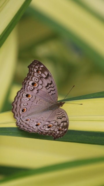 Image lycaenid, pollinator, butterfly, arthropod, insect