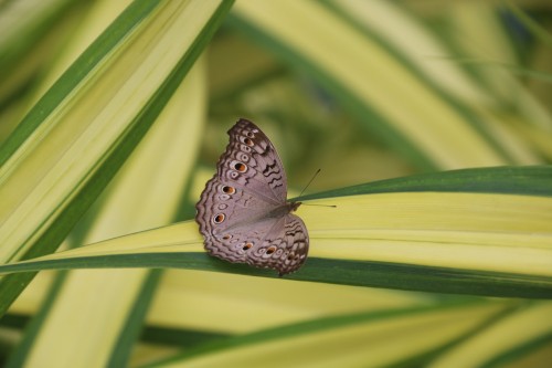 Image lycaenid, pollinator, butterfly, arthropod, insect