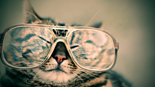 Image silver tabby cat wearing eyeglasses