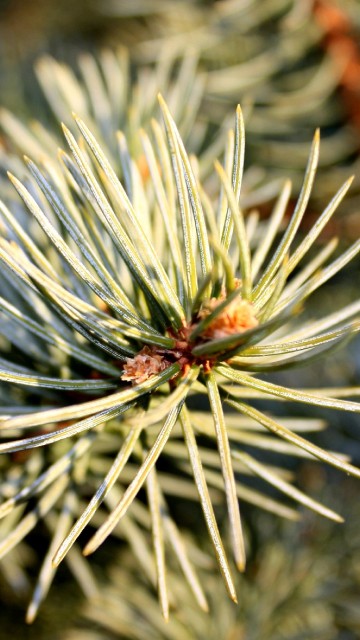 Image green and white plant in close up photography