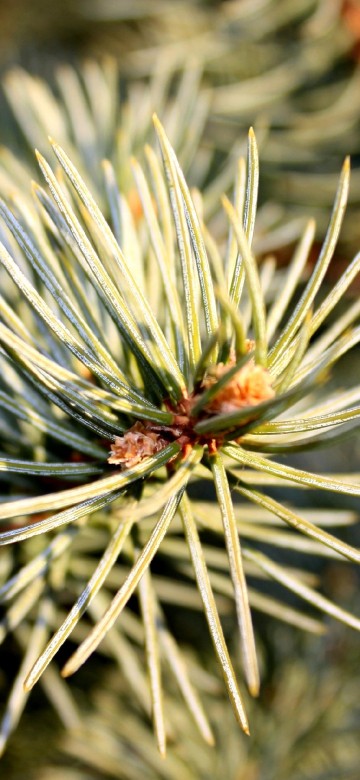 Image green and white plant in close up photography