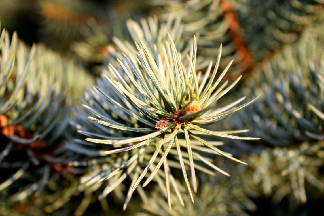 green and white plant in close up photography