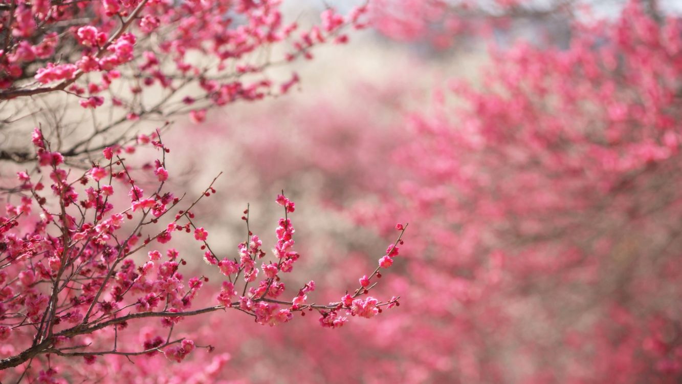 árbol de flor de cerezo en la noche fondo de pantalla