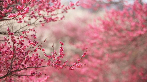 Image pink cherry blossom in close up photography