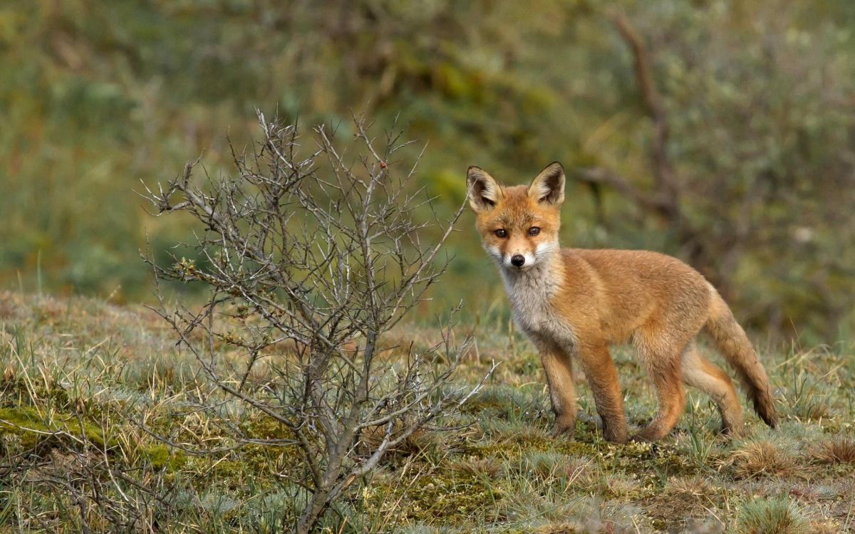 Renard Brun et Blanc Sur L'herbe Brune Pendant la Journée. Wallpaper in 1920x1200 Resolution