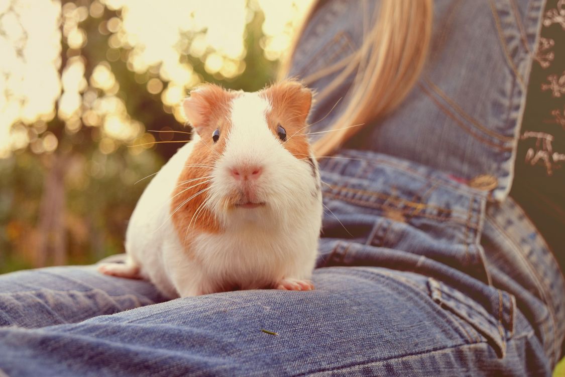 White and Brown Guinea Pig on Blue Denim Jeans. Wallpaper in 1920x1280 Resolution