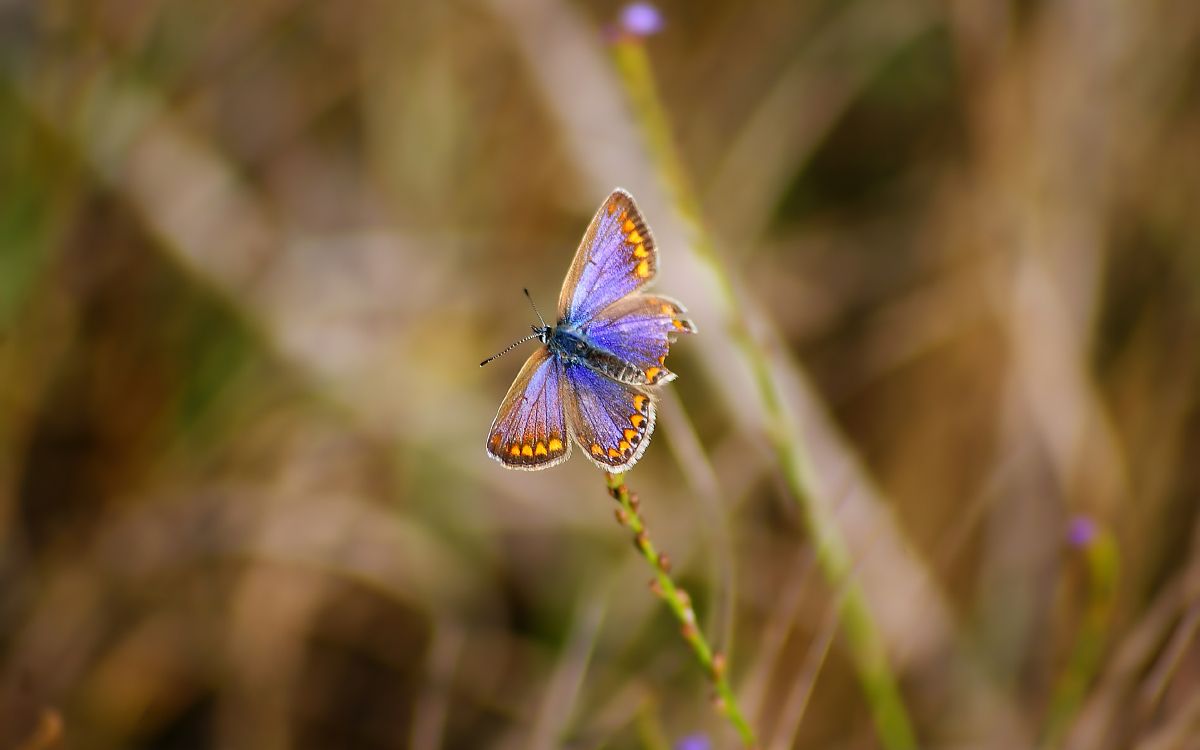 Blue and Brown Butterfly on Green Plant. Wallpaper in 3840x2400 Resolution