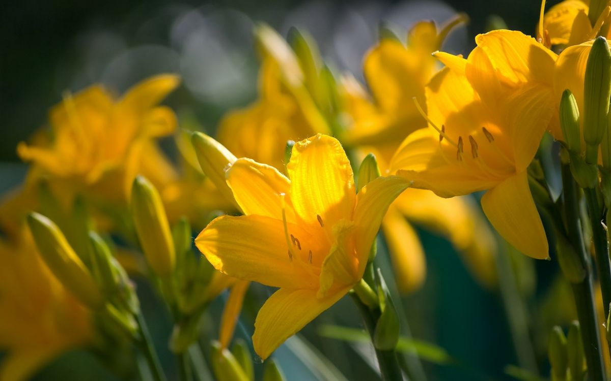 Fleur Jaune Dans L'objectif à Basculement. Wallpaper in 2560x1600 Resolution