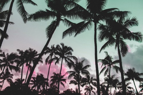 Image coconut palm trees under blue sky during daytime