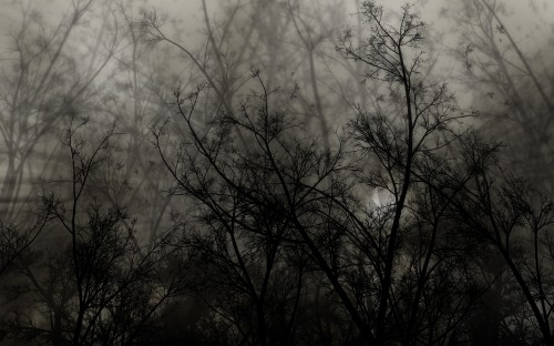 Image green trees under white sky during daytime