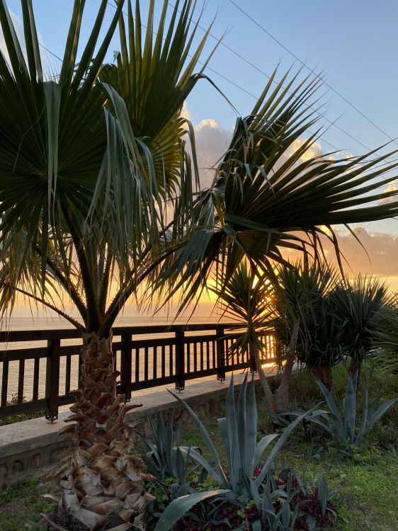 棕榈树, 生物学, 植物群, 光, 性质 壁纸 1536x2048 允许