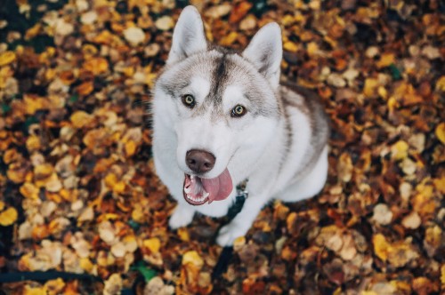 Image white and black siberian husky on brown leaves