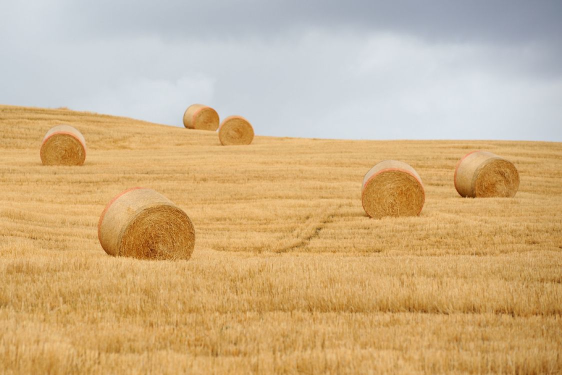 干草, 稻草, 农业, 木, 草家庭 壁纸 3724x2483 允许