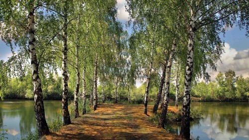 Image green trees on brown field during daytime