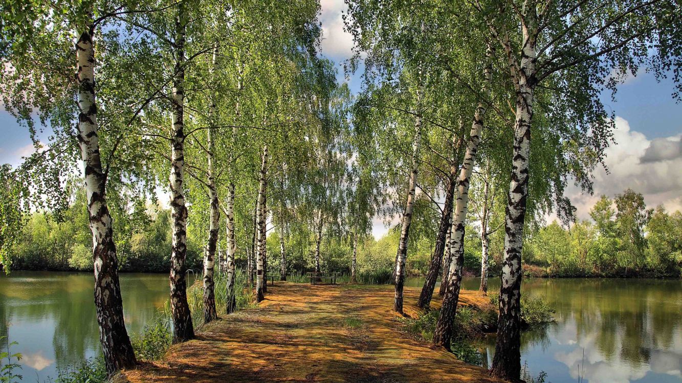 green trees on brown field during daytime